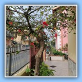 Pensione Miriam - Scalea